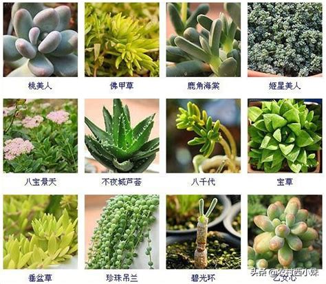 品種大全多肉植物名稱|多肉品種鑒定指南：認識 42 種人氣多肉植物，養護秘訣一次掌。